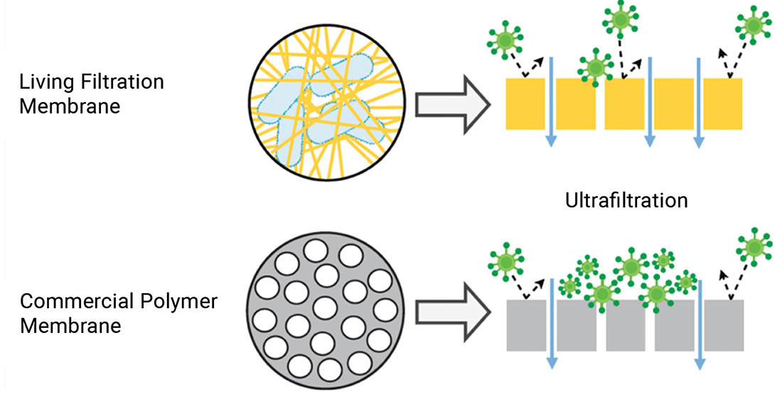 Living filtration membrane versus commercial polymer membrane