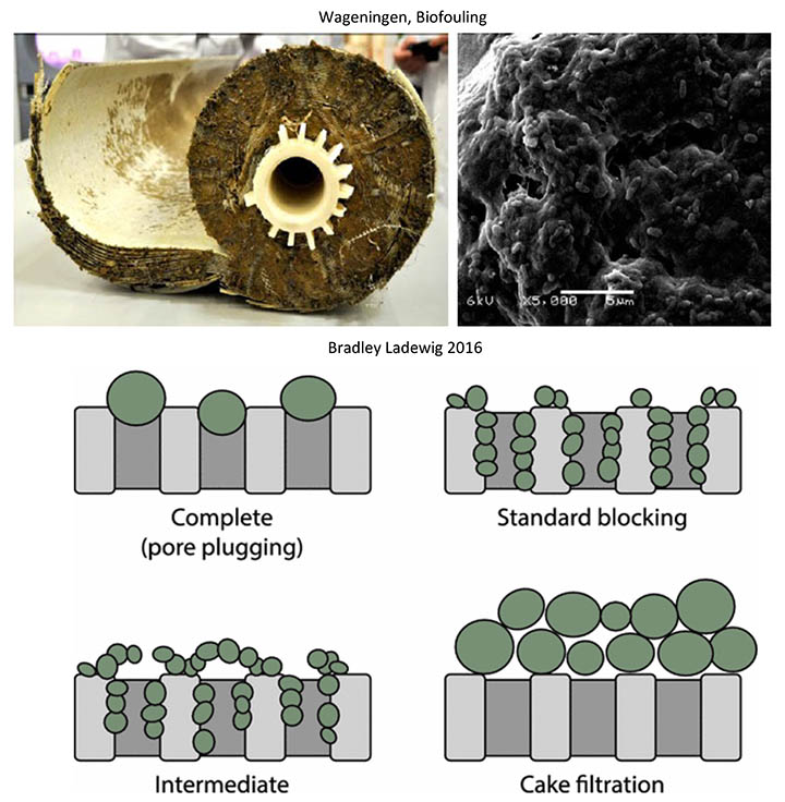 A biofouled reverse osmosis membrane (left), and a scanning electron microscope (SEM) image of the biofilm (right). llustration of several types of pore blocking that can occur during membrane filtration (bottom). Courtesy Bradley Ladewig, 2016