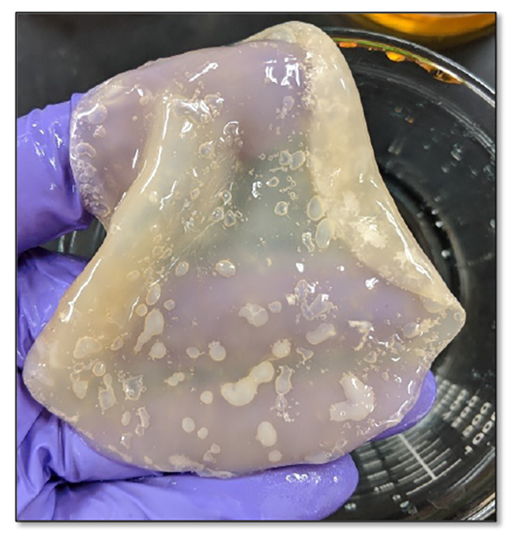 A living filtration membrane after being grown and harvested. Courtesy Eggensperger, 2019