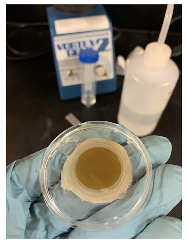 A living filtration membrane “coupon” after a filtration test. Note the brown biofilm on the membrane’s surface. Photo courtesy Bechtel, unpublished, 2020