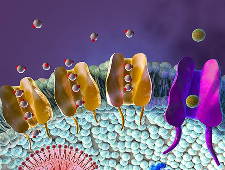 Tiny water channels control how water enters and exits cells through their membranes, a prime focus at newly founded Aston Institute for Membrane Excellence (AIME).