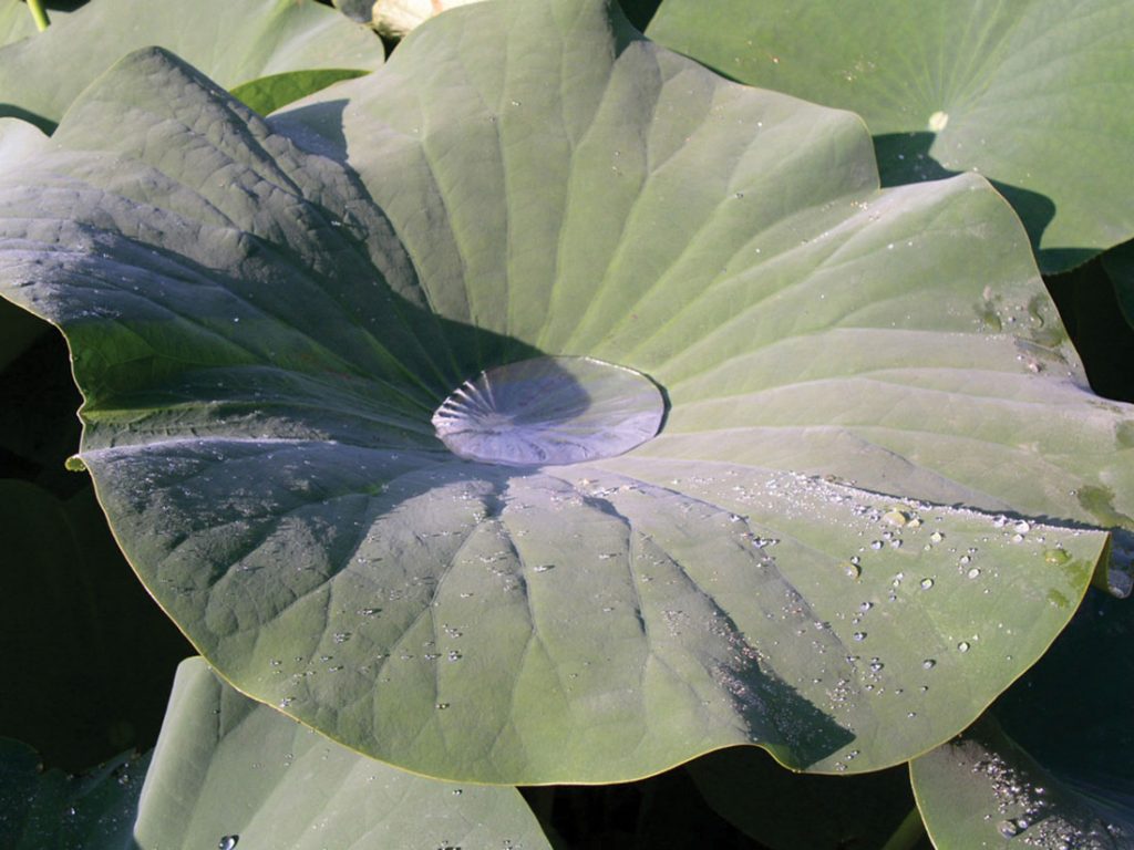 Many plants have naturally hydrophobic surfaces allowing the so-called Lotus Effect to take place