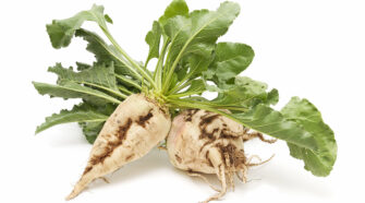 Freshly harvested sugar beet, a source for bio-based filtration. Photo iStock: Luis Carlos Jimenez