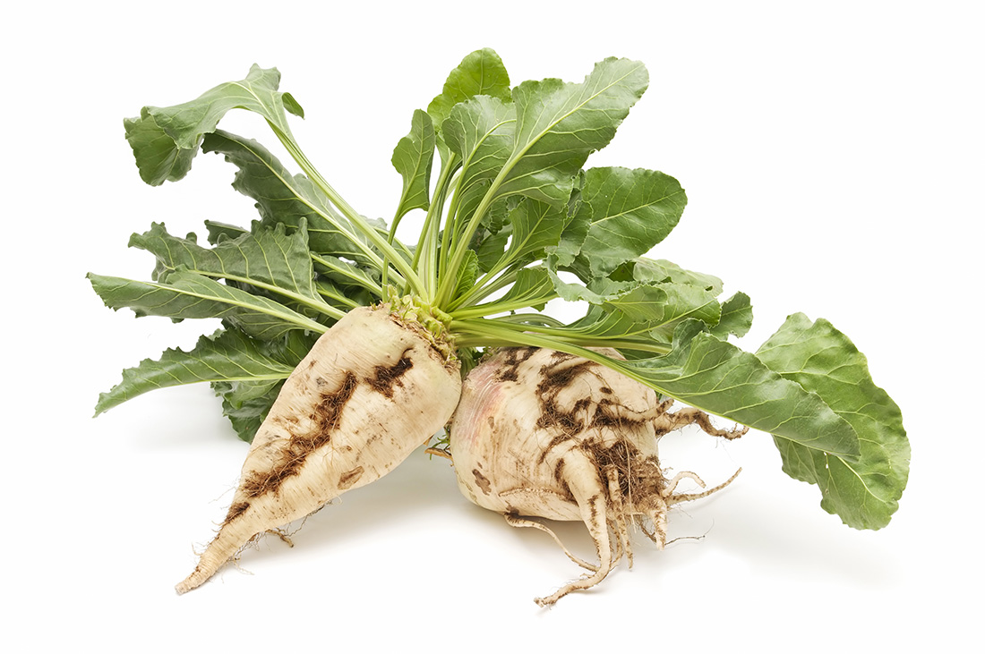 Freshly harvested sugar beet, a source for bio-based filtration. Photo iStock: Luis Carlos Jimenez