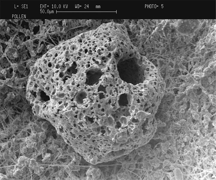 Figure 3: Scanning electron microscope image of pollen grain strained on the surface of air filter.