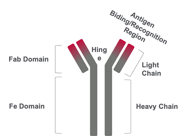 Monoclonal antibodies (“mAbs”) are proteins made using microfiltration that treat many diseases including cancer and Alzheimer’s