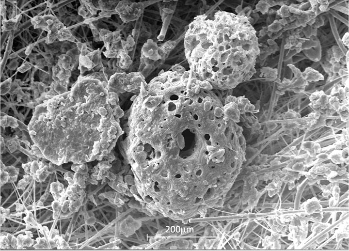 Figure 8: Pollen grains strained at the surface of an air filter.
