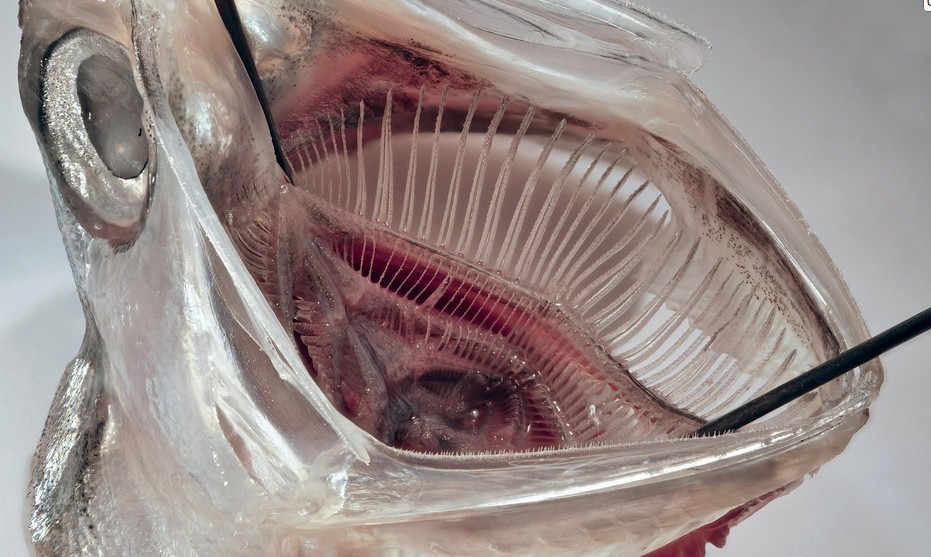 Inside the mouth of this anchovy, plankton particles are captured by the gill arch system. Credit: Jens Hamann/UNI Bonn