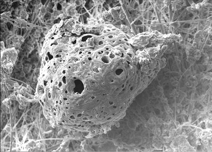 Pollen grain strained at the surface of a depth filter.