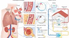 Figure 1. Conceptual configuration of an air filtration system simulating the human circulatory system/respiratory tract. Schematic representation of gas exchange and waste removal processes within the human body (left). Schematic of a circulating air filtration system with a similar structure to the human body (right). Illustration courtesy of Seoul National University College of Engineering
