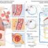 Figure 1. Conceptual configuration of an air filtration system simulating the human circulatory system/respiratory tract. Schematic representation of gas exchange and waste removal processes within the human body (left). Schematic of a circulating air filtration system with a similar structure to the human body (right). Illustration courtesy of Seoul National University College of Engineering