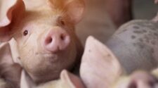 Comprehensive, independent AAF-Sponsored 16-year study makes strong business case for using filtration in sow farms to prevent PRRSV. Photo courtesy of iStockphoto/EyeEm Mobile GmbH